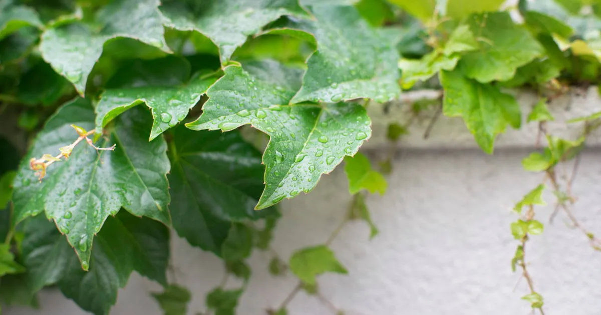 革とくらす Vol.1 水に弱い